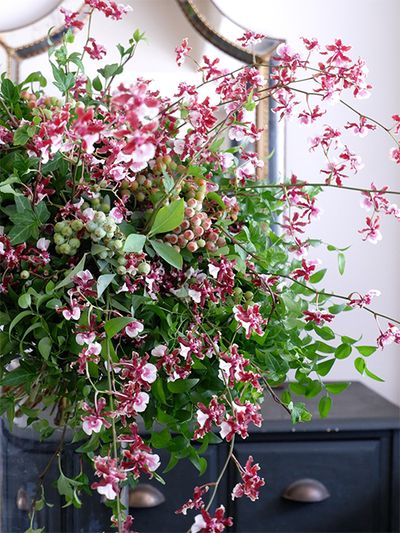 市場のイベント用に制作した贈り花。全体の姿はトップの画像をご覧いただくとし、ここではアップでぐるぐる巻いて加えたスマイラックスのボリューム感にご注目ください。葉が小さめで葉色も優しいので、ボリュームを出しても軽やかな印象になります。花はオンシジウム‘シェリーベイビーレッドリップ’にし、「南原農園」さんのアップライトアイビー‘シャムロック’とブルーベリーを加え、グリーンいっぱいのみずみずしいブーケに仕上げました。‘シャムロック’は、‘ピッツバーグ’に比べると葉形がややスマートなのが特長。