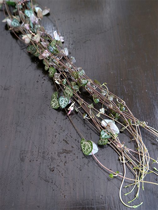 シックな色のハート形の葉がつらなるハートカズラ。かわいらしい葉が目立つ位置に垂れ下がるように入れるのがポイントです。どうしても使いたくて、「南原農園」さんに特別に用意してもらいました。