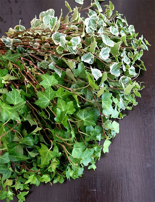 「南原農園」さんのアップライトアイビー。束ねただけで葉の表面がきれいに揃います。手前は緑色が鮮やかな‘ピッツバーグ’、奥は表情のある斑入りの‘グレイシャー’。