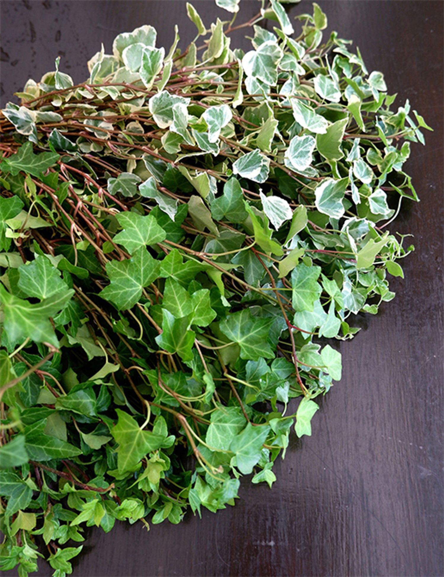 「南原農園」さんのアップライトアイビー。束ねただけで葉の表面がきれいに揃います。手前は緑色が鮮やかな‘ピッツバーグ’、奥は表情のある斑入りの‘グレイシャー’。