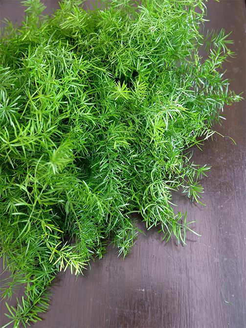 アスパラガス・スプレンゲリ。スマートな葉が密につき、フレッシュグリーンがとてもみずみずしい印象です。180cmと50cmの長さで出荷してくださいます。