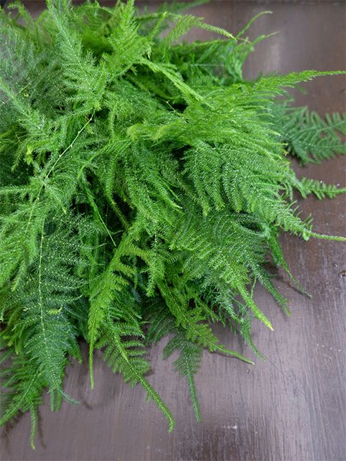 「南原農園」さんでは、アスパラガスはプルモーサスナナスとスプレンゲリーの2種を出荷しています。どちらも葉色が優しくふんわりしていますが、より葉が繊細なのがプルモーサスナナスです。