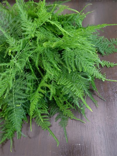 「南原農園」さんでは、アスパラガスはプルモーサスナナスとスプレンゲリーの2種を出荷しています。どちらも葉色が優しくふんわりしていますが、より葉が繊細なのがプルモーサスナナスです。