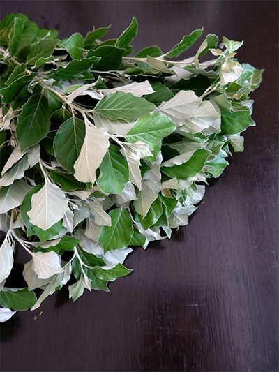 表が緑色、裏が白のリバーシブルが個性的な銀葉マルグミ。丸葉グミ、銀葉グミの名でも出回ります。水あげがよく、ボリュームがあるので少ない本数でもグリーンたっぷりの印象になり、贈り花で使い勝手のよいリーフプランツだと思います。