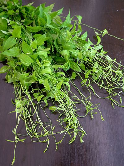 リキュウソウはつややかな葉色がみずみずしく、先端のつるの動きがとても魅力的なリーフプランツ。質感もやわらかく、流れるような緩やかなラインを描くことができます。