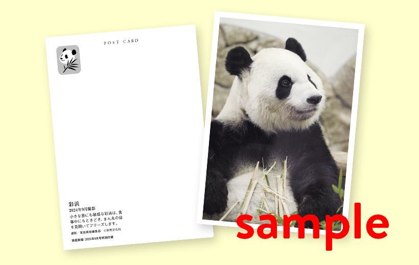 『家庭画報』2025年9月号特製ポストカード　白浜パンダファミリー ©世界文化社