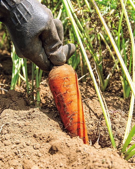 二毛作を行い、土を定期的に休ませることで、栄養たっぷりの土を維持。