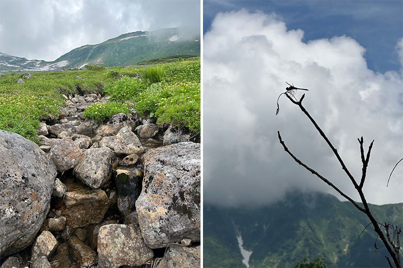 富山県の立山を仕事で訪れた際に、秋の便りを見つけたという村雨さん。「トンボのシルエットが入道雲に映えて思わず写真に収めました」と季節の移ろいに心を動かされたようです。
