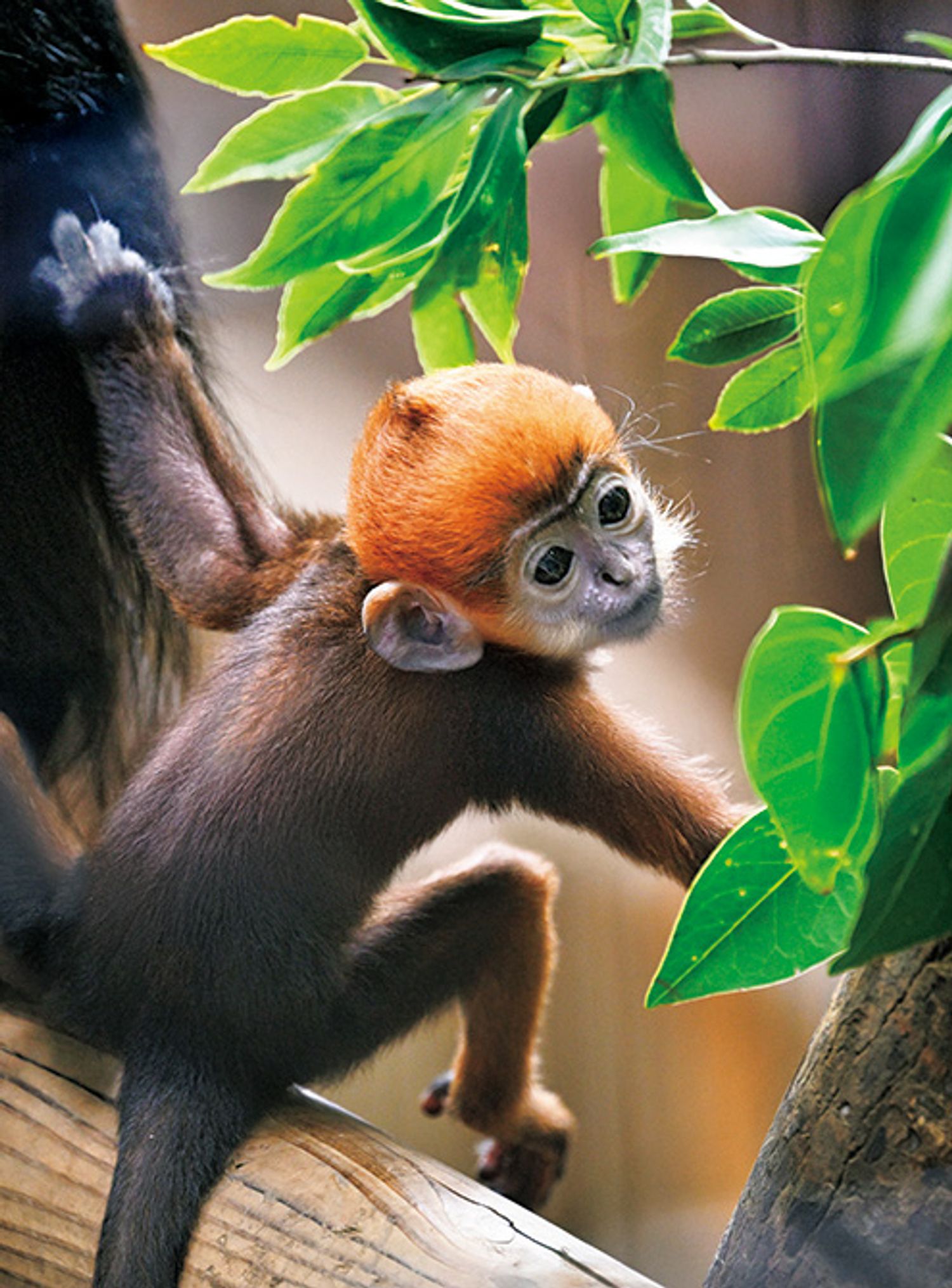 ギャラリー画像