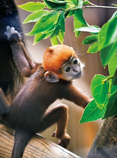 ギャラリー画像