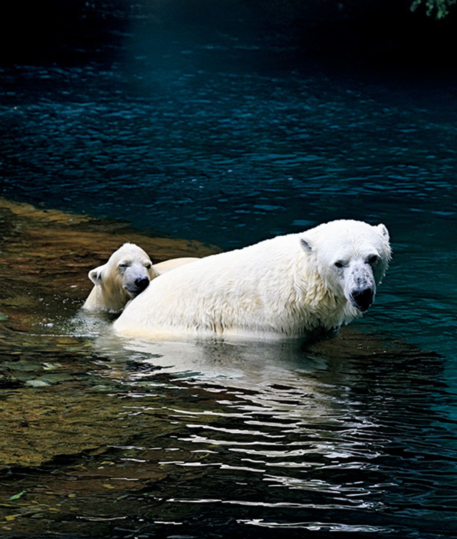 ギャラリー画像