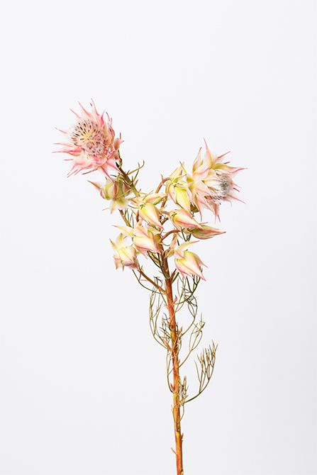 セルリア‘ブラッシングブライトピンク’。ブラッシングブライドは「頬を染める花嫁」という意味でウエディングシーンでも頻繁に登場。尖ったような総苞（ほうそう）の形状が猛暑の季節感を醸し出してくれます。