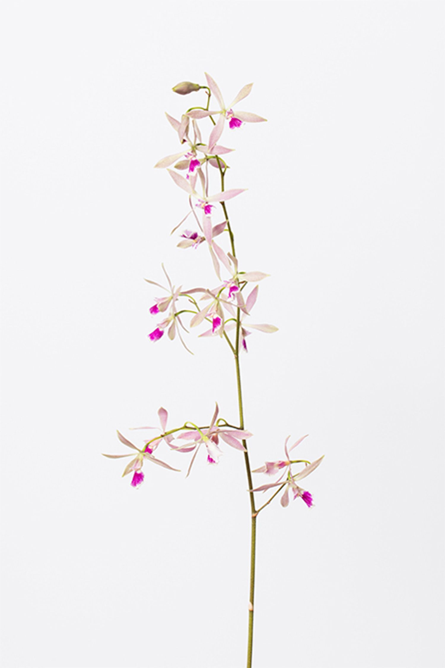 エンシクリア‛レインボーピンク‘。淡いピンクが美しい小ぶりな洋ラン。さりげなく上品な雰囲気や高級感を出したいときに。