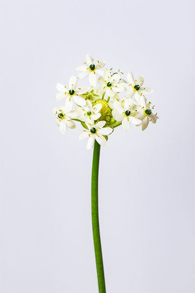 オーニソガラム‛サンデルシー‘。白い小花と小花の間からのぞく緑のつぼみが清楚で清涼感が漂います。