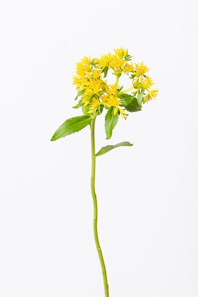 セダム‘イエロースター’。星のような形状の花が特長で、弁慶草とも呼ばれています。つぼみの状態で使われることが多い花ですが、満開時は花火のようなエネルギッシュな印象に。