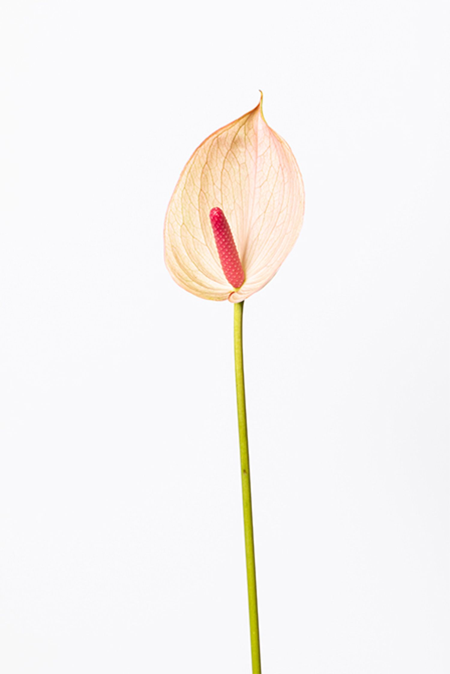 アンスリューム‘モナリザ’。トロピカルなイメージのアンスリュームも、淡い色のモナリザを選べばシックな印象に。