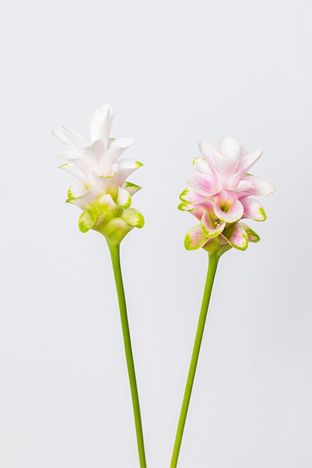 クルクマ‘パルビフローラ’。ショウガ科クルクマ属の球根植物で東南アジア原産。小ぶりでありながらエキゾチックな雰囲気が魅力です。