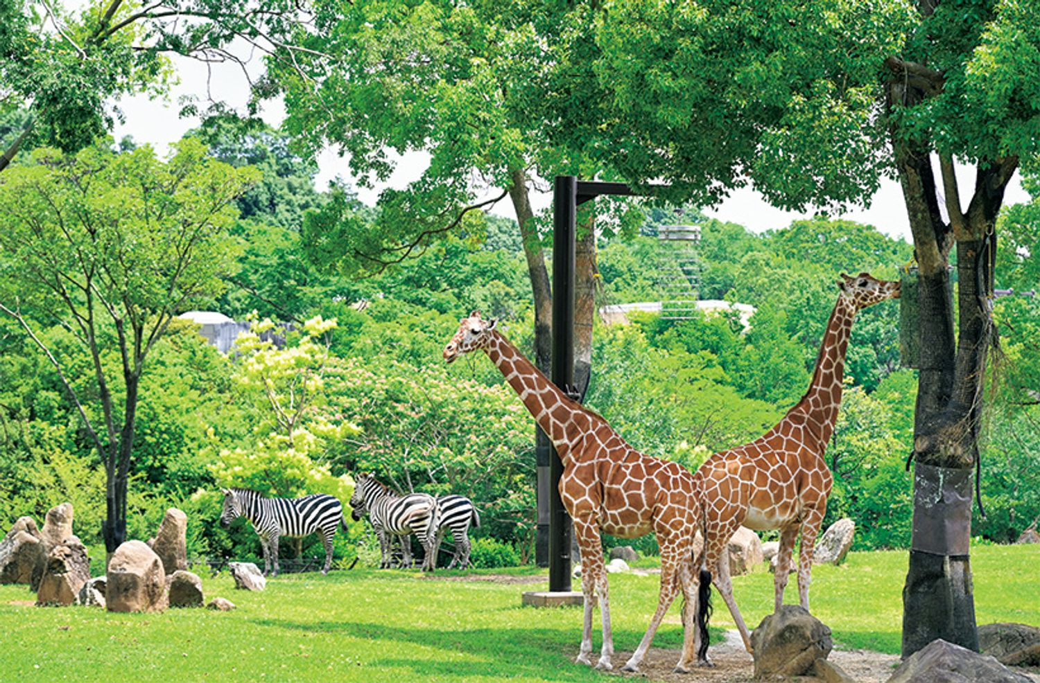 ギャラリー画像