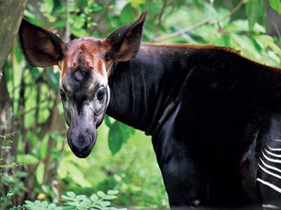 ギャラリー画像