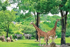 知花くららさんと「よこはま動物園ズーラシア」へ。思わず笑顔になる動物たちの素顔も