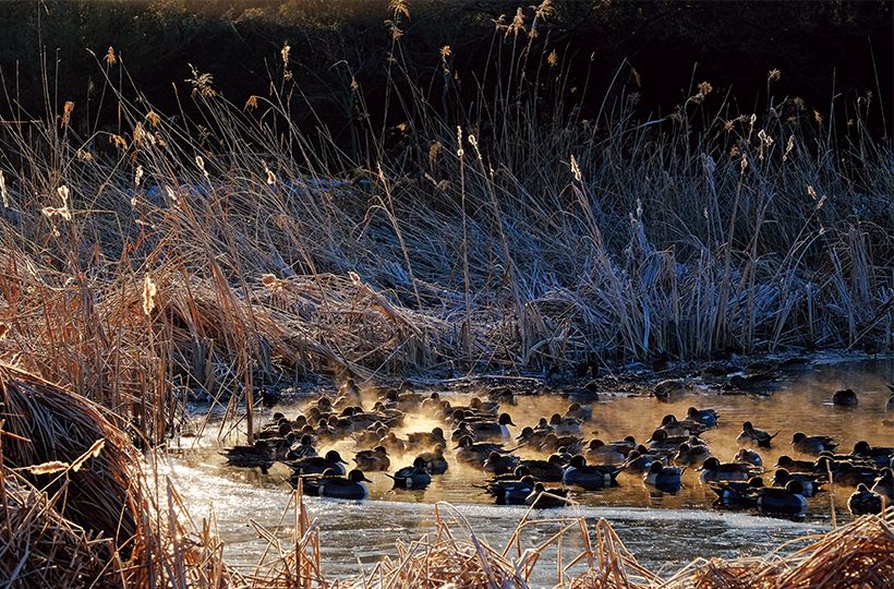 1月、見沼自然公園の凍った池で身を寄せ合っている水鳥たち。水面からは水温と外気温との差で気嵐（けあらし）が立ち上っている。
