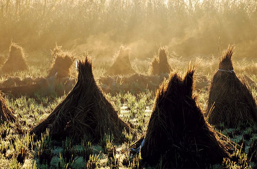 11月、稲を収穫した後の茎や葉が積み上げられ、天日干しされていた。この日本古来の稲わらの乾燥方法「わら立て」は今なお地域の風習として受け継がれている。稲作の副産物である稲わらは、かつては生活用品や農具、かまどの燃料、肥料などに余すことなく利用され、大切にされていた。