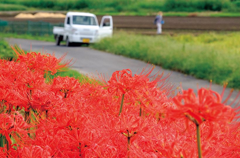 9月下旬、加田屋新田付近の畦道や土手に彼岸花が群生し、真紅の花びらが秋風に揺れる。間もなく収穫を迎える時期になると、あたりは活気づき、田んぼを巡回する農家の軽トラックが行き交う。
