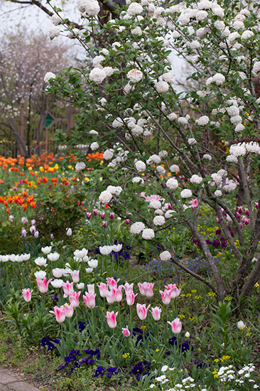 チューリップが見ごろ！群馬のナチュラルガーデンで夢のような春を