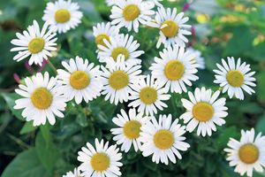 9月の志野結び「菊」。“菊合香（きくあわせこう）”の聞き方【季節の香りを聞く】