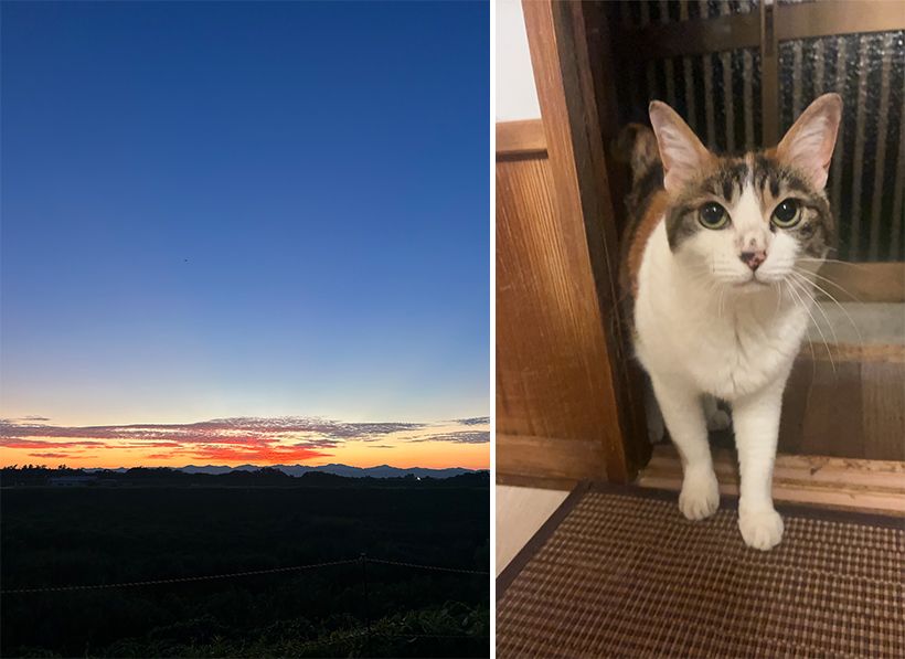 「逢魔が時というでしょうか。この時期の空は陰と陽のような色に染まりとても綺麗です」と村雨さん。メちゃんとともに、夕焼けに特別な思いをよせます。