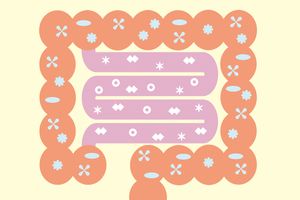 新型コロナ感染者は腸内の「酪酸菌」が少ないことが判明。体を守る腸管免疫の仕組みとは