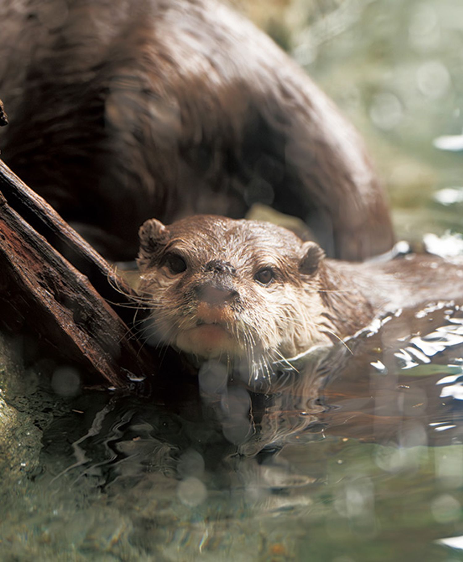 ギャラリー画像