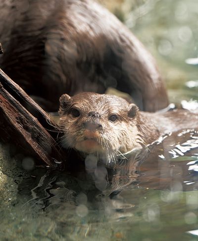 ギャラリー画像