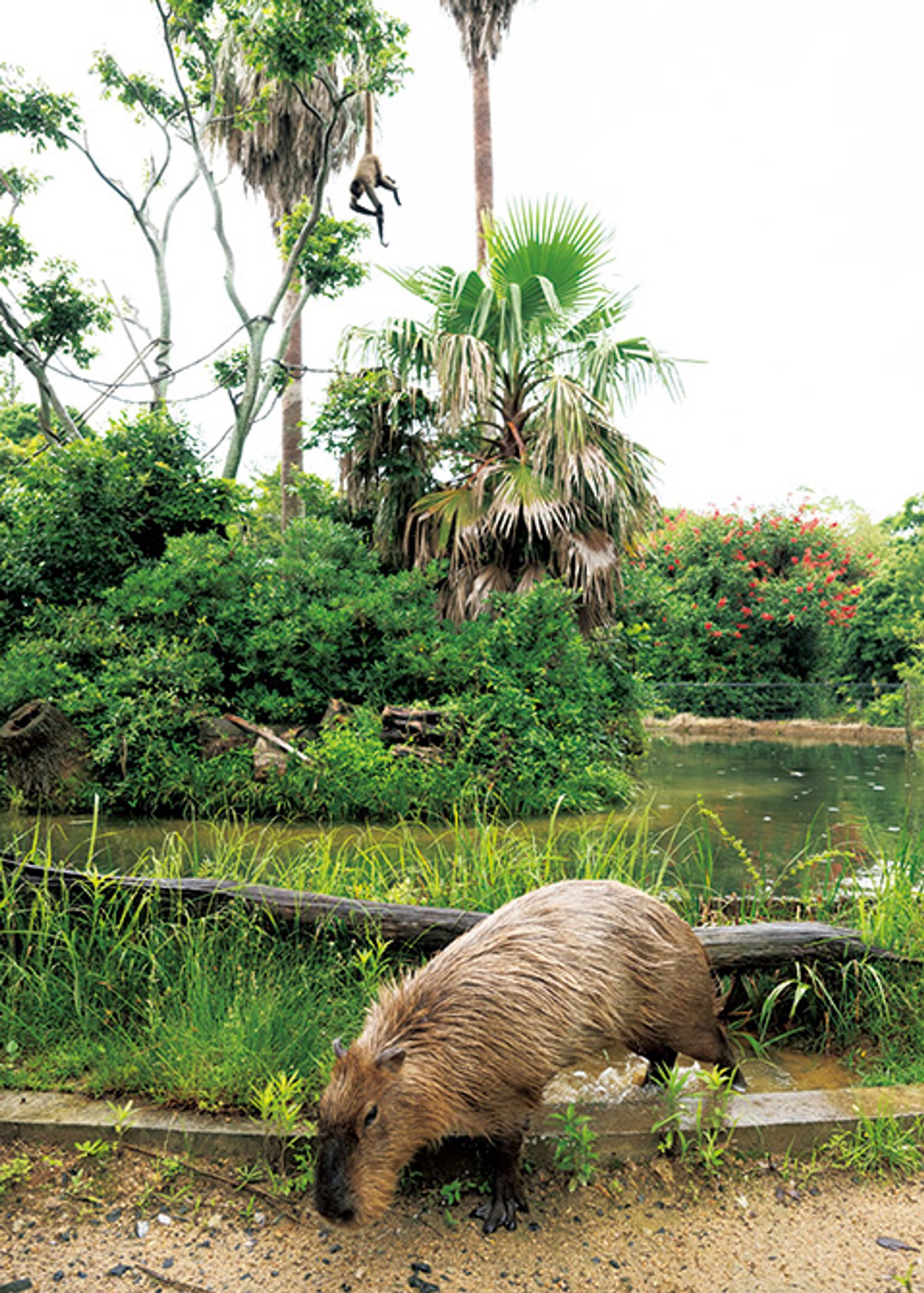 ギャラリー画像
