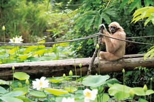 山口県「宇部市ときわ動物園」で、テナガザルが飛び回る迫力満点の姿を観察！