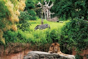 まるでサバンナの草原。臨場感たっぷりに生息環境を再現した「天王寺動物園」へ