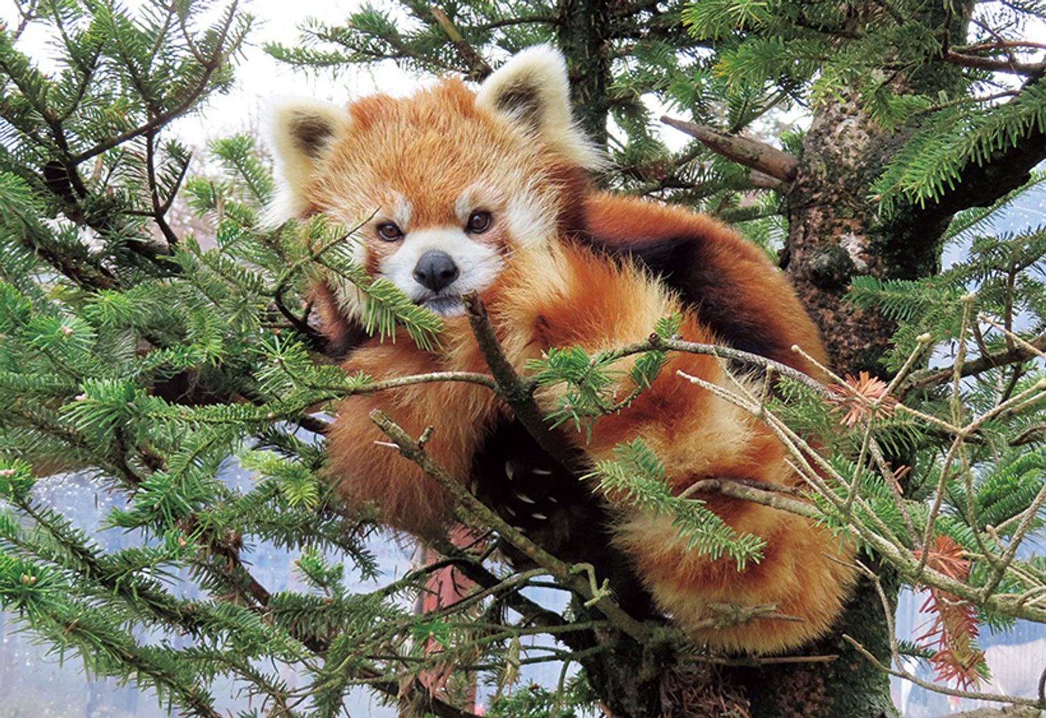 「レッサーパンダの森」では樹上で過ごす姿が見られる（夏季は健康管理のため室内展示場にて公開）。写真提供／長野市茶臼山動物園