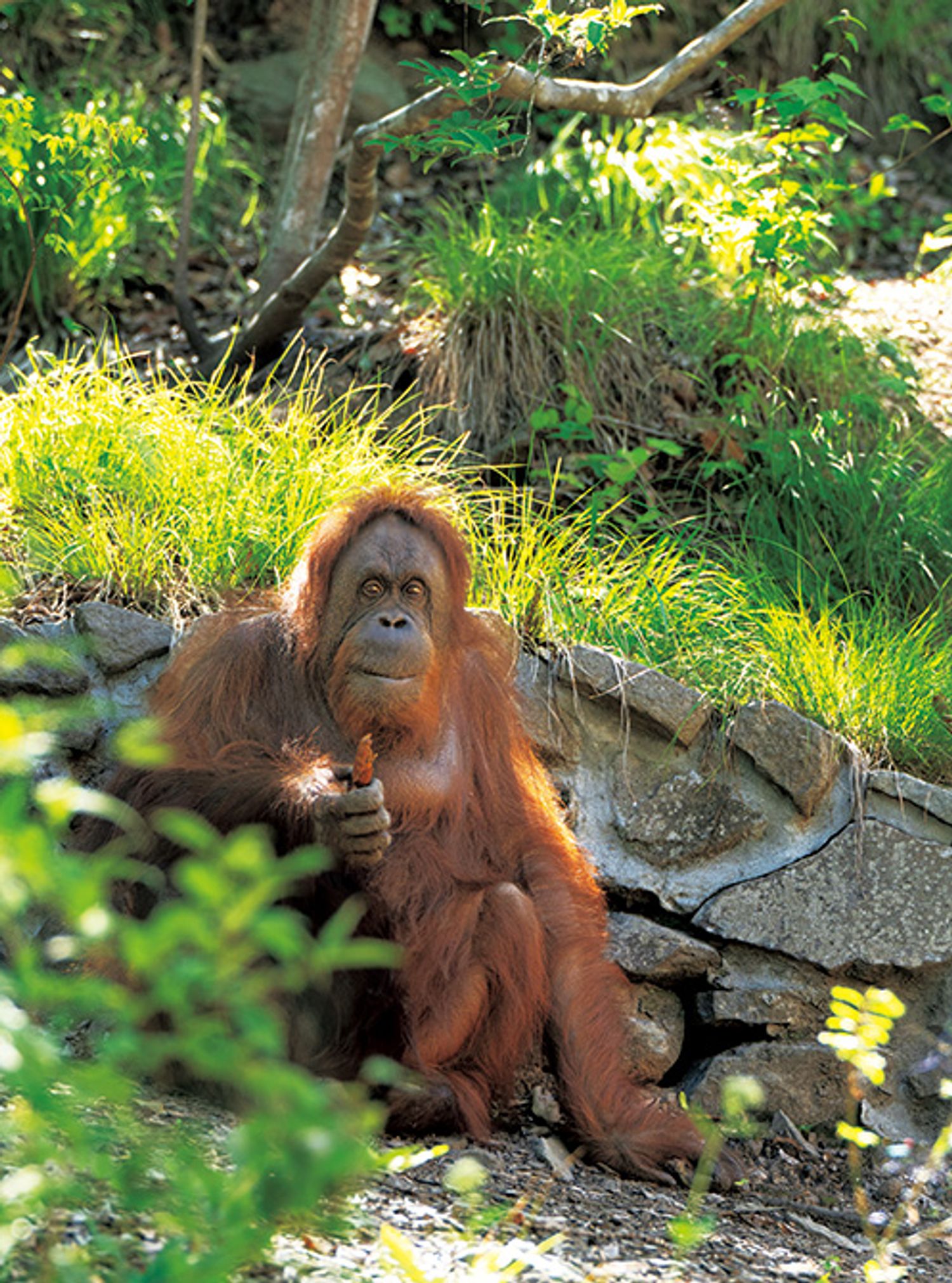 メスが一頭飼育されている「オランウータンの森」。自生している木と伐採し乾燥させた樹木を組み合わせ森のような空間に。