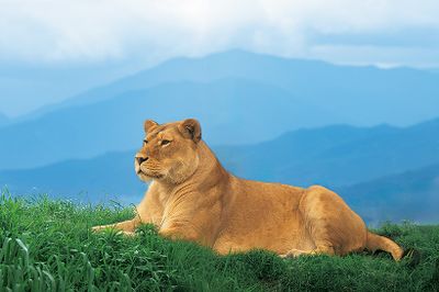 高原を望む「ライオンの丘」。山脈を背景に草原に寝そべるライオンの姿は、アフリカを彷彿させる。