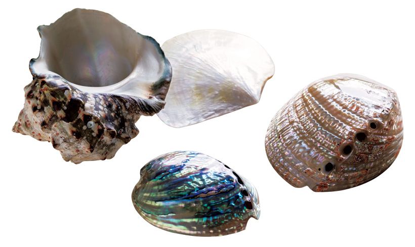螺鈿の素材となる貝。左上から時計回りに、夜光貝、白蝶貝、日本の鮑、ニュージーランド鮑。これらが薄く切られ、海の輝きを放つ螺鈿織の材料となる。