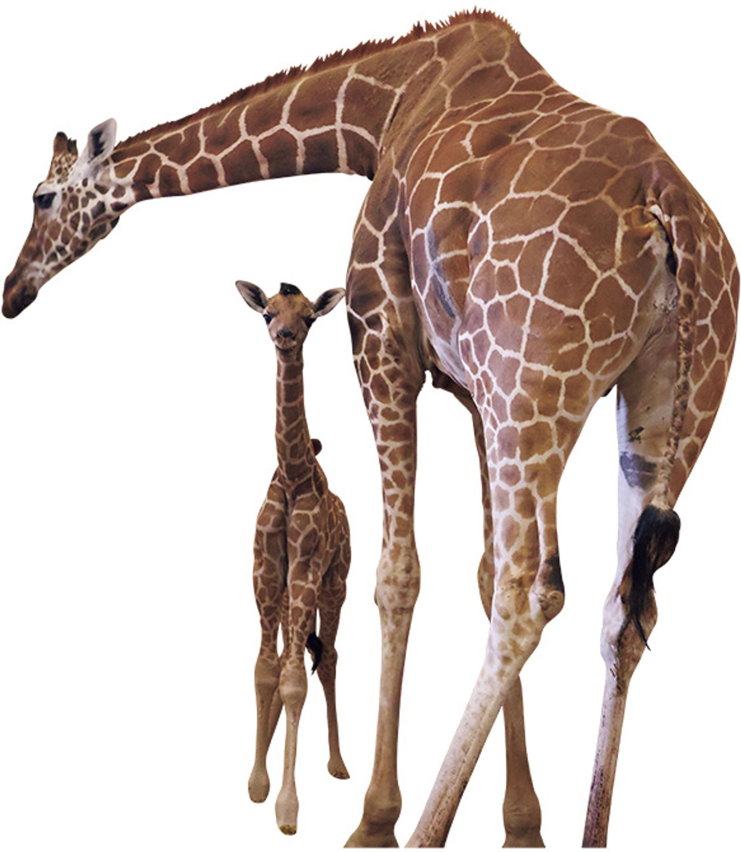 キリン（2025年5月16日 生まれ）