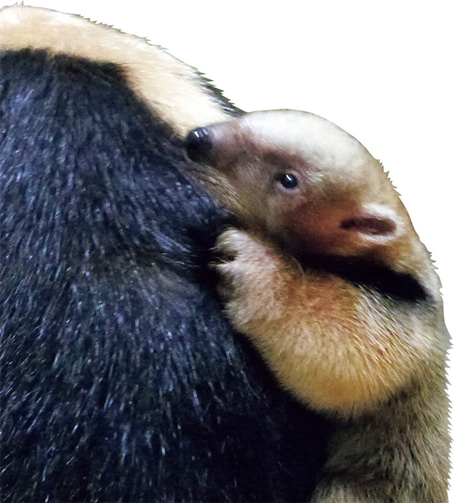 高知県立のいち動物公園 ミナミコアリクイ（2025年5月17日 生まれ）