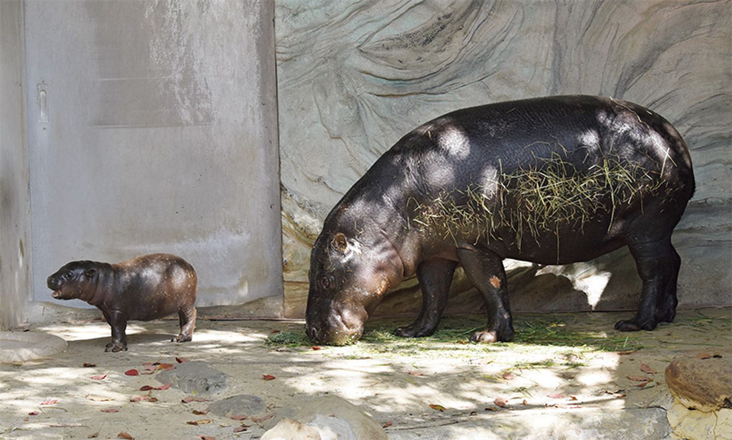 恩賜上野動物園 コビトカバ（2025年3月14日 生まれ）