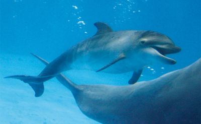 いおワールドかごしま水族館 ハンドウイルカ（2025年2月24日 生まれ）