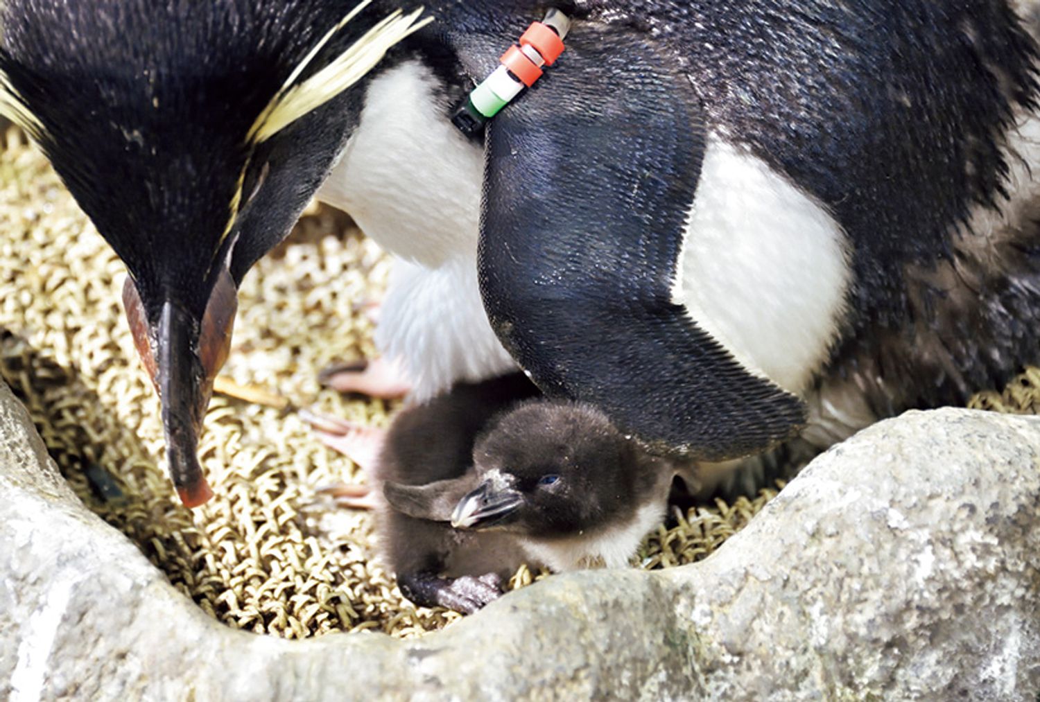 海遊館 ミナミイワトビペンギン（2025年5月29日、6月7日、6月9日 生まれ）