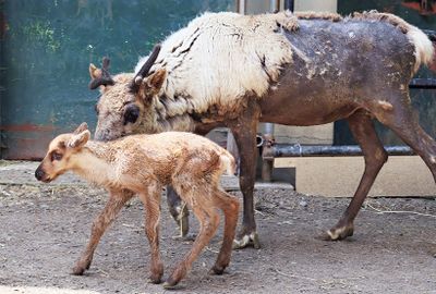 旭川市旭山動物園 トナカイ（2025年6月6日 生まれ）
