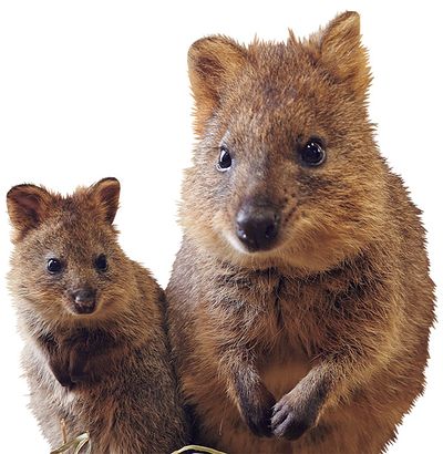 埼玉県こども動物自然公園 クオッカ（2025年2月15日 顔出し）