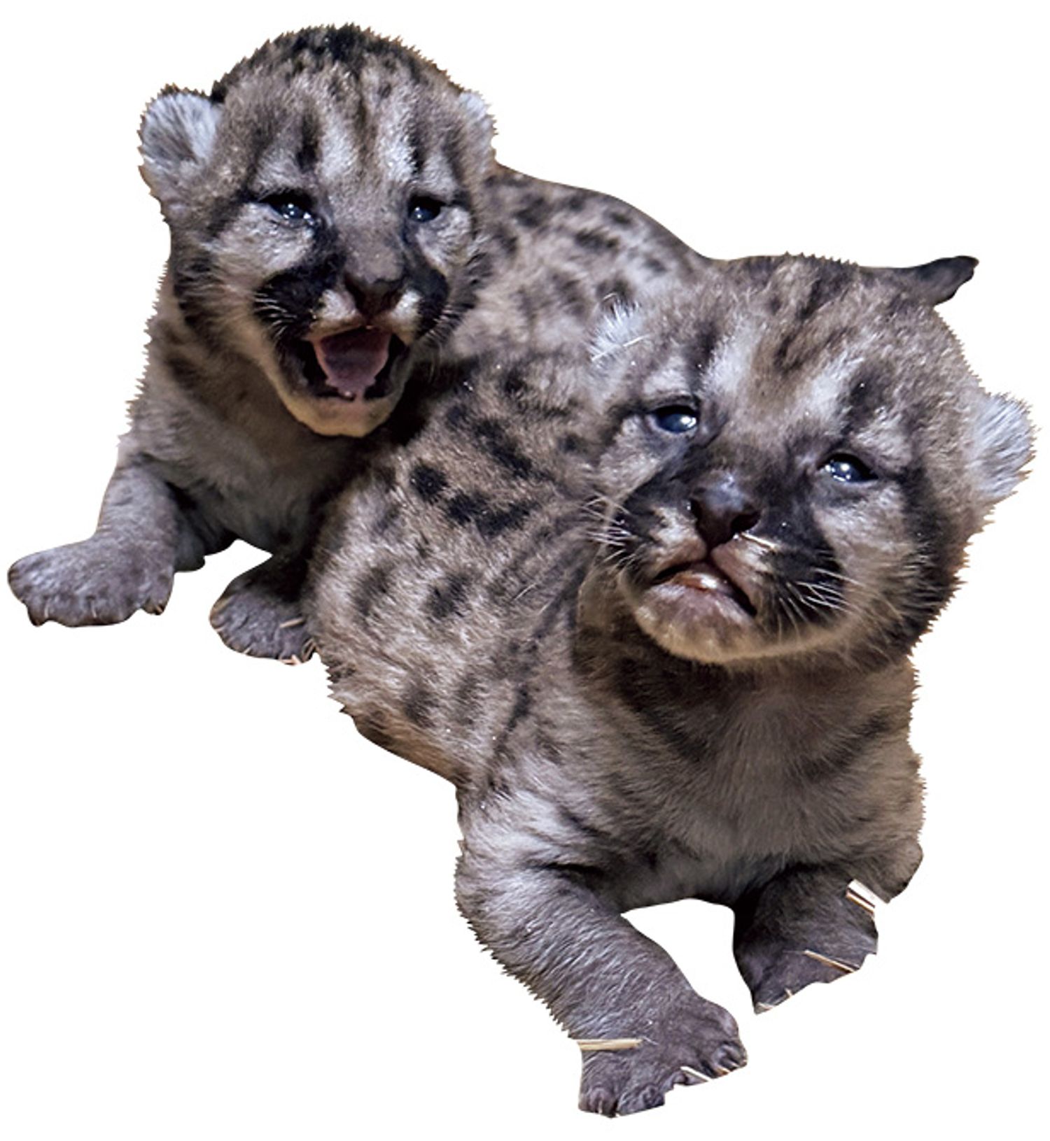 盛岡市動物公園ZOOMO ピューマ（2025年6月10日 生まれ）