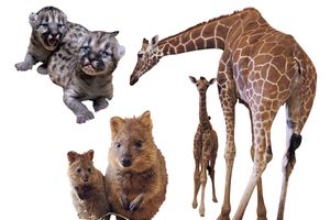 誕生したばかりの動物の赤ちゃんが大集合！　愛らしい姿と飼育担当者が教える性格にも注目