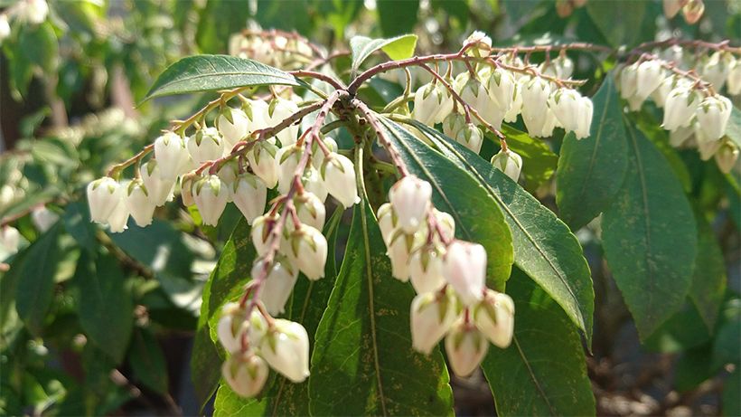 日本人に古くから親しまれる「あせび」